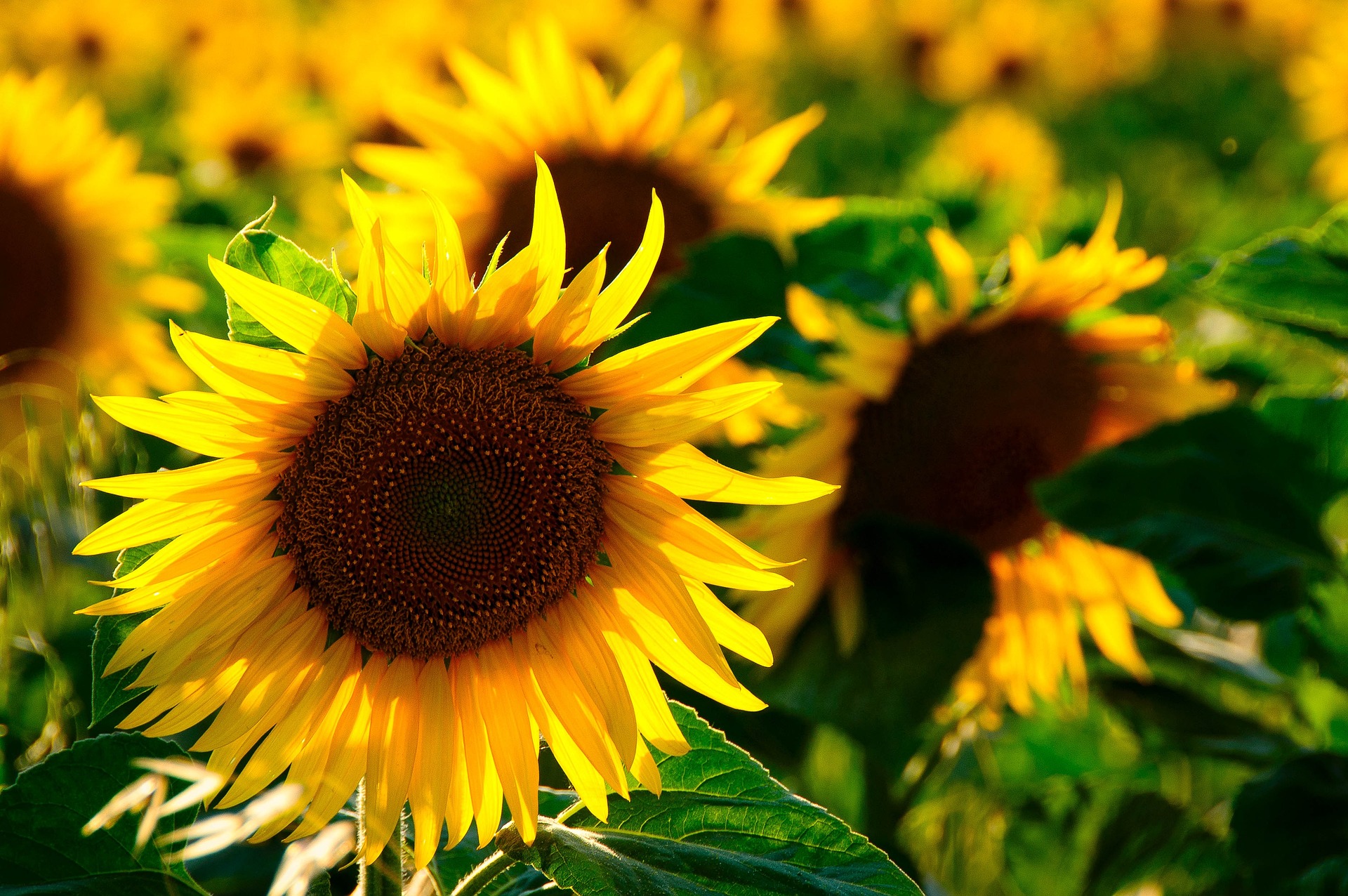 Edible Oil